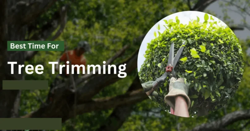 best time to trim trees - seasonal guide for healthy growth