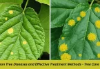 common tree diseases and effective treatment methods - tree care guide