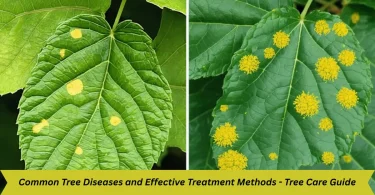 common tree diseases and effective treatment methods - tree care guide