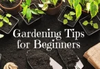 gardening tips for beginners - easy steps to start your garden today
