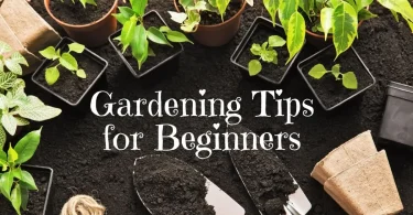 gardening tips for beginners - easy steps to start your garden today