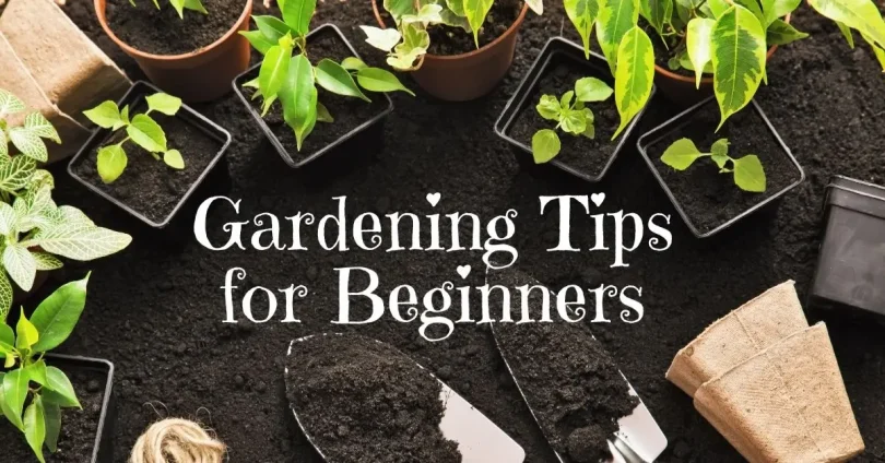 gardening tips for beginners - easy steps to start your garden today