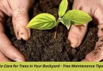 how to care for trees in your backyard - tree maintenance tips 2025