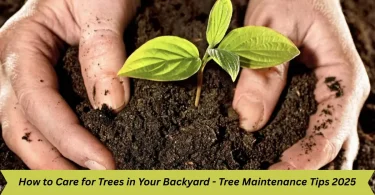 how to care for trees in your backyard - tree maintenance tips 2025
