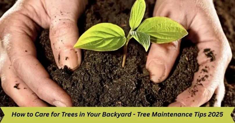how to care for trees in your backyard - tree maintenance tips 2025