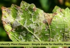 how to identify plant diseases - simple guide for healthy plants 2025