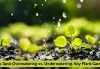 how to spot overwatering vs. underwatering key plant care signs