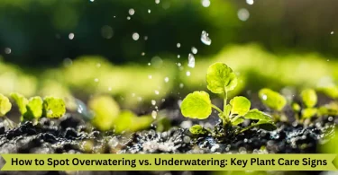 how to spot overwatering vs. underwatering key plant care signs