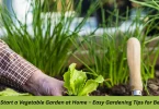 how to start a vegetable garden at home – easy gardening tips for beginners