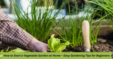 how to start a vegetable garden at home – easy gardening tips for beginners