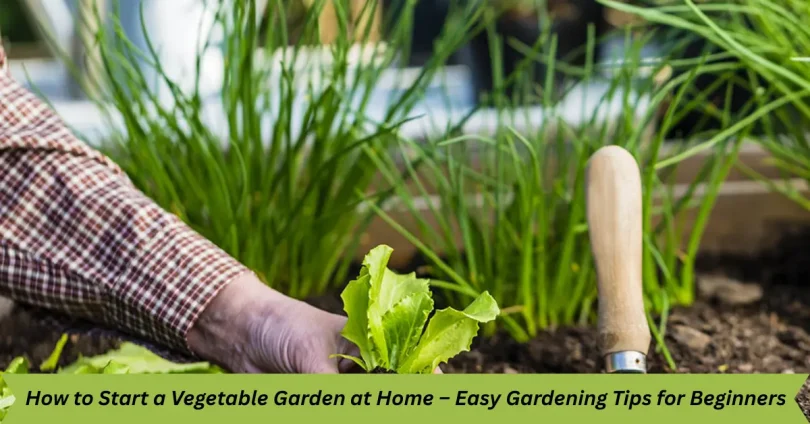 how to start a vegetable garden at home – easy gardening tips for beginners
