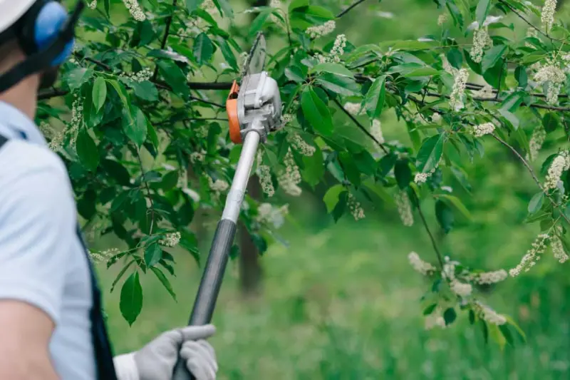 step-by-step guide best time to trim trees