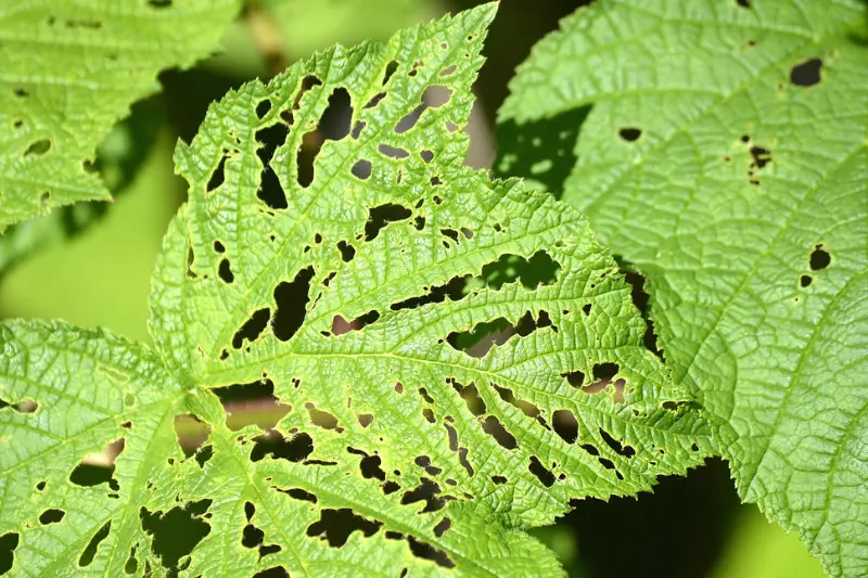 step-by-step guide common tree diseases and effective treatment methods
