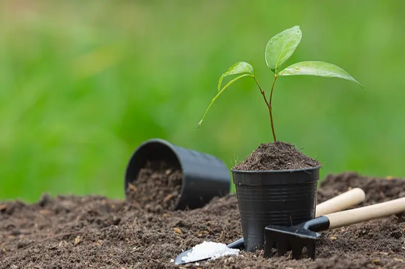 step-by-step guide how to care for trees in your backyard