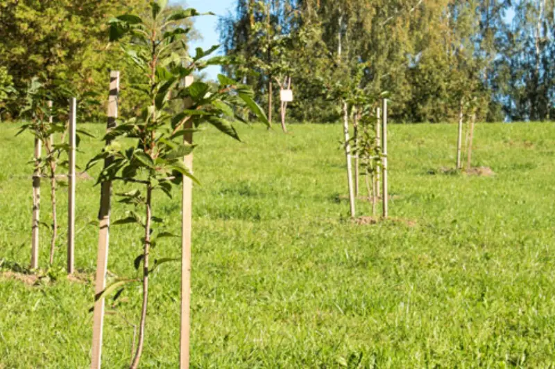 step-by-step guide how to protect trees during storms