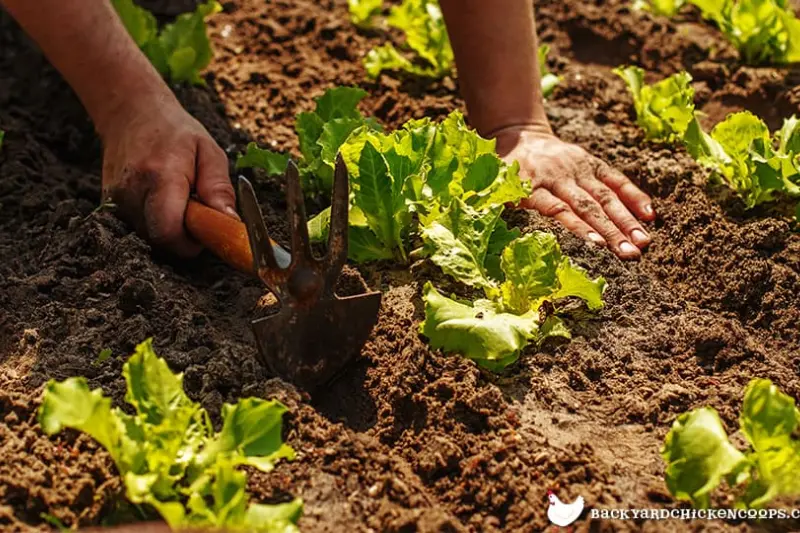 step-by-step guide top organic gardening tips you should know – grow naturally & sustainably