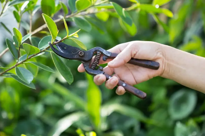 step-by-step guide tree pruning tips for beginners