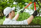tree pruning tips for beginners - easy guide to healthier trees