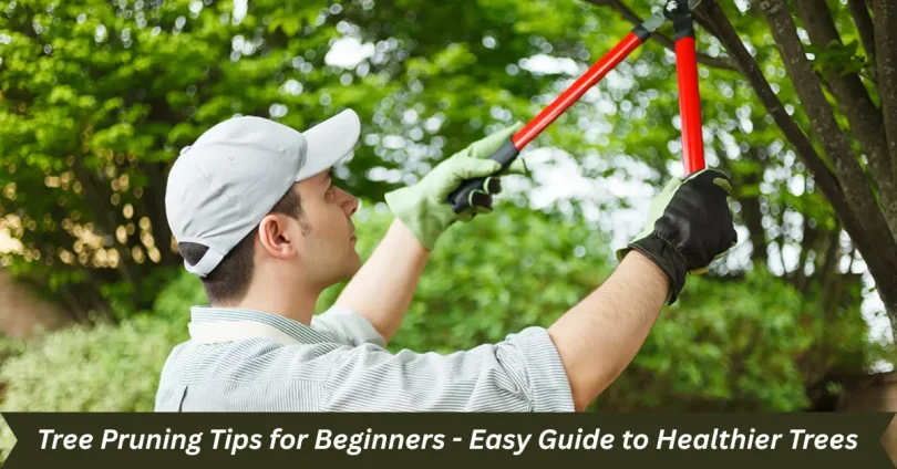 tree pruning tips for beginners - easy guide to healthier trees