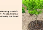 tree watering schedule guide - how to keep your trees healthy year round
