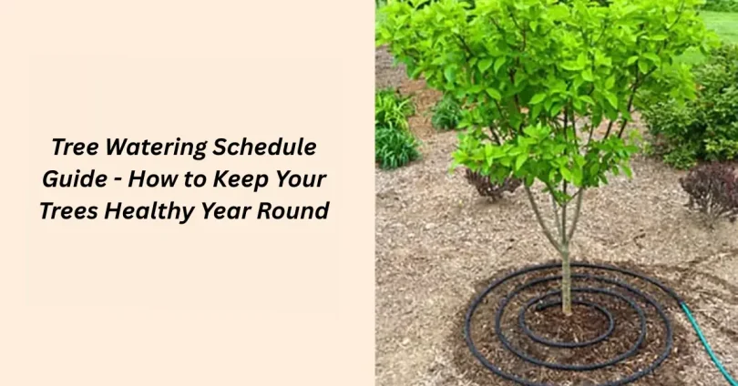 tree watering schedule guide - how to keep your trees healthy year round