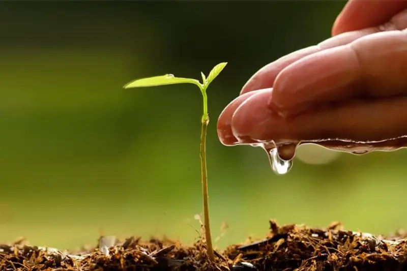 what is how to care for trees in your backyard