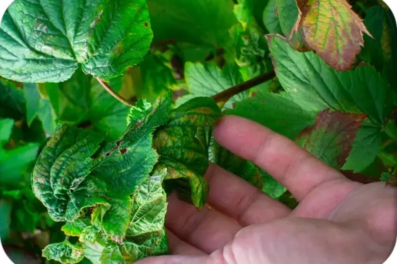 what is “common tree diseases and effective treatment methods”