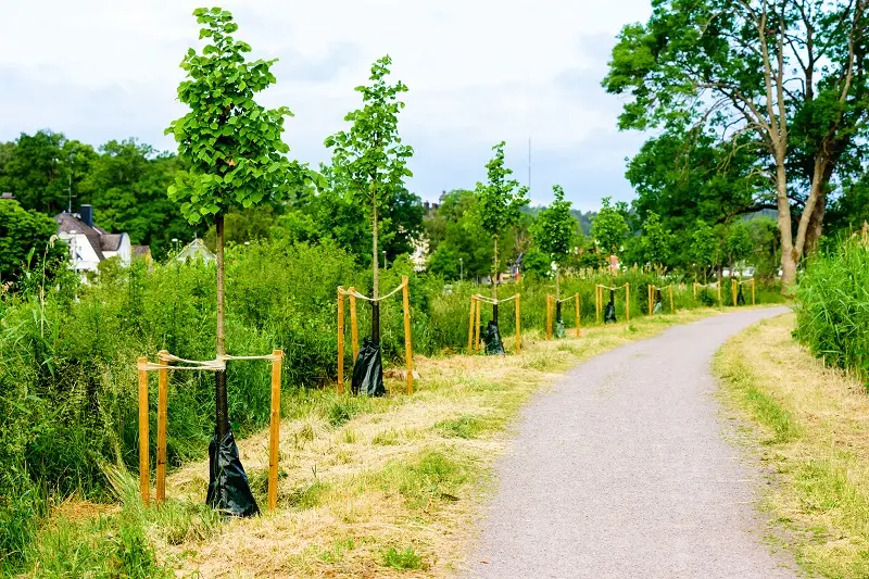 what is how to protect trees during storms