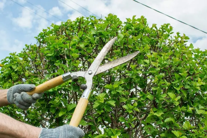what is tree pruning tips for beginners