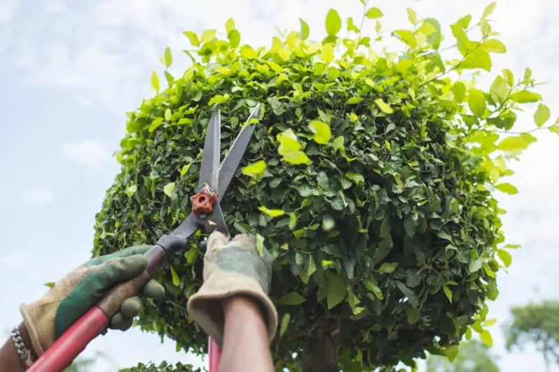 what is the best time to trim trees