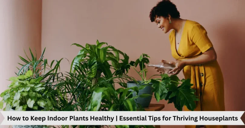 how to keep indoor plants healthy - essential tips for thriving houseplants