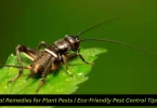 natural nemedies for plant pests eco friendly pest control tips 2025