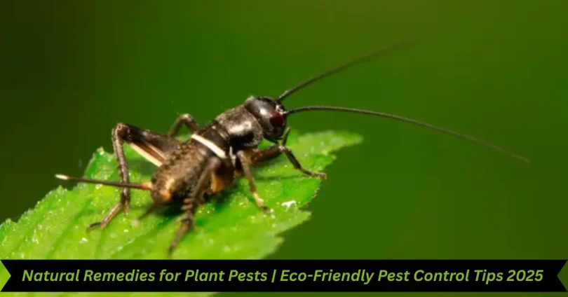 natural nemedies for plant pests eco friendly pest control tips 2025