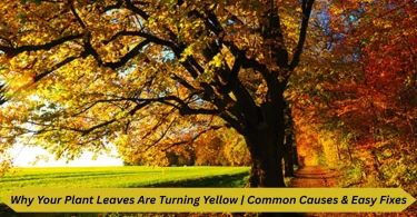why your plant leaves are turning yellow - common causes & easy fixes